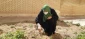 با هدف نهادینه کردن «فرهنگ درختکاری» و به مناسبت ۱۵ اسفند صورت گرفت:
کاشت نهال به مناسبت روز درختکاری